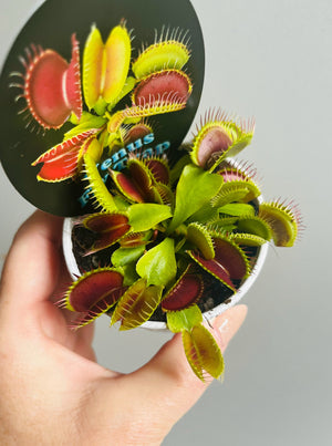 Venus Fly Trap (NOID) A (hybrid mix)