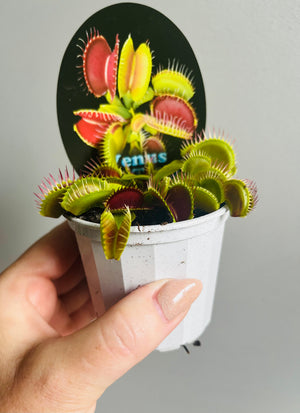 Venus Fly Trap (NOID) A (hybrid mix)