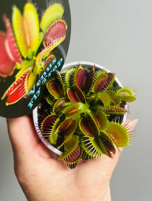 Venus Fly Trap (NOID) A (hybrid mix)