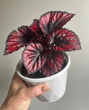 Begonia rex hybrid  'Fireworks'