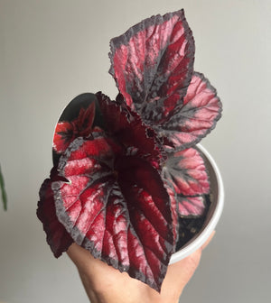 Begonia rex hybrid  'Fireworks'