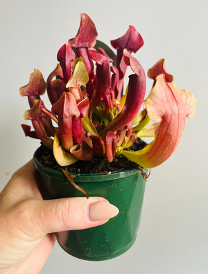 Sarracenia hybrid - Trumpet Pitcher Plant (NOID) A