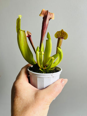 Sarracenia hybrid - Trumpet Pitcher Plant (NOID) F