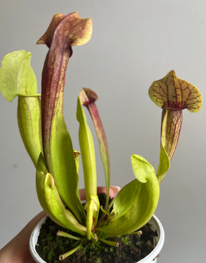 Sarracenia hybrid - Trumpet Pitcher Plant (NOID) F