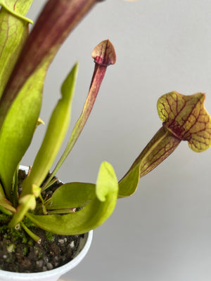 Sarracenia hybrid - Trumpet Pitcher Plant (NOID) F