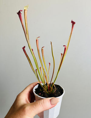 Sarracenia hybrid - Trumpet Pitcher Plant (NOID) E