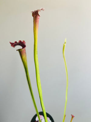 Sarracenia hybrid - Trumpet Pitcher Plant (NOID) E