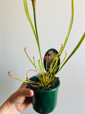 Sarracenia hybrid - Trumpet Pitcher Plant (NOID) E