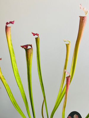 Sarracenia hybrid - Trumpet Pitcher Plant (NOID) E