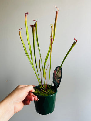 Sarracenia hybrid - Trumpet Pitcher Plant (NOID) E