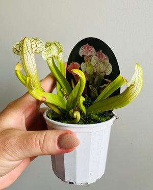 Sarracenia hybrid - Trumpet Pitcher Plant (NOID) G