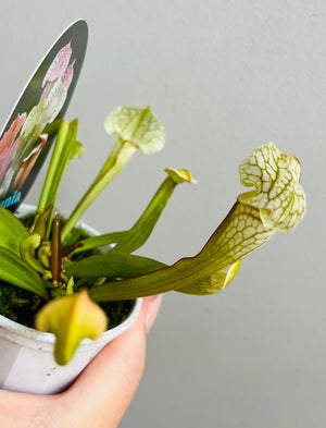 Sarracenia hybrid - Trumpet Pitcher Plant (NOID) G