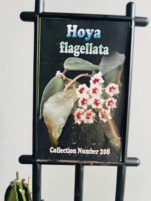 Hoya - Flagellata - Collection No. 208