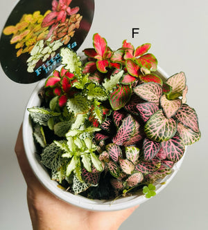 Fittonia - Tri Pots