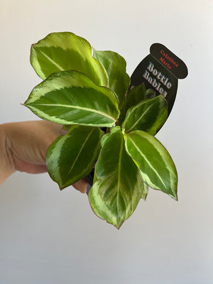 Calathea - Maria