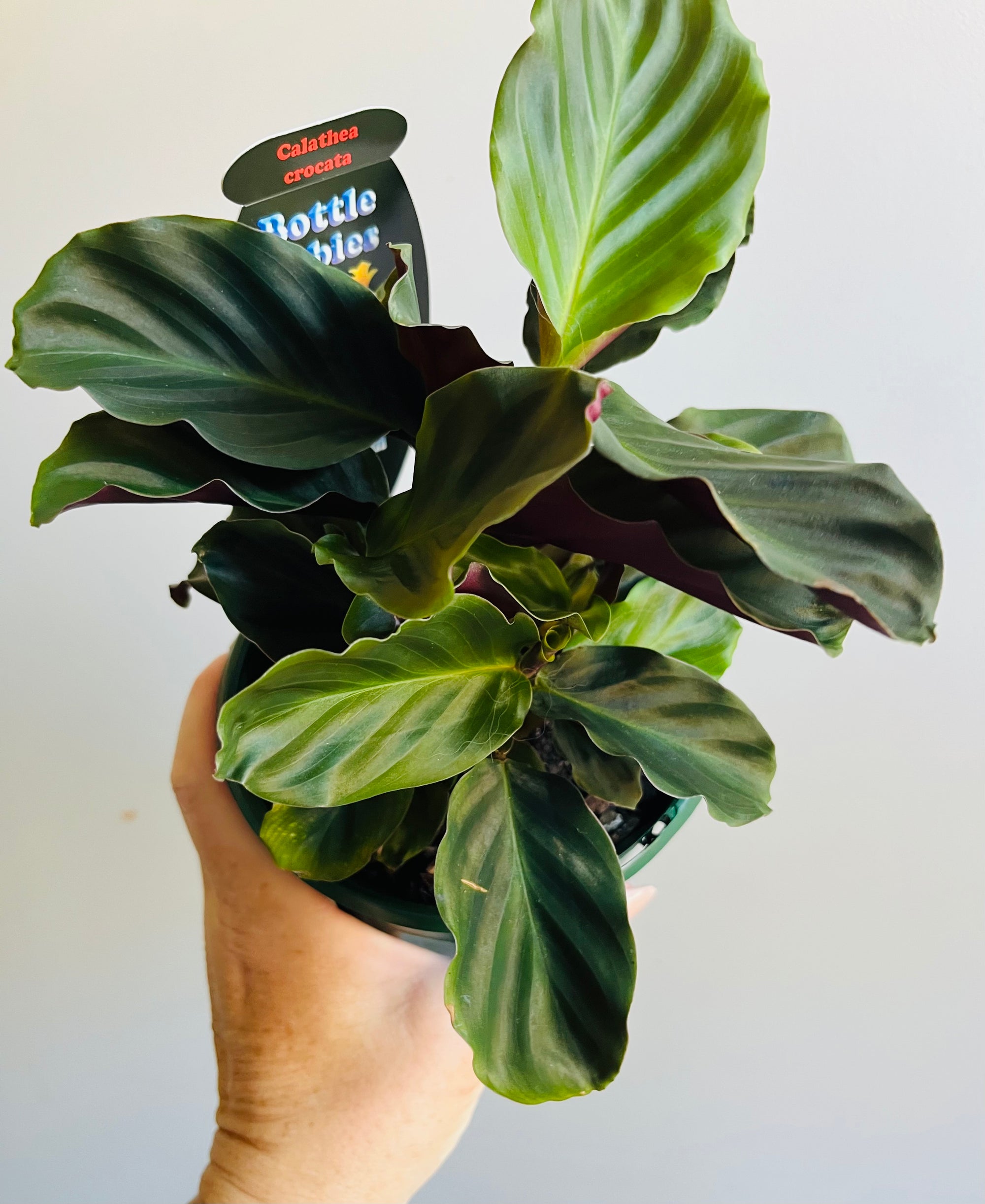 Calathea crocata