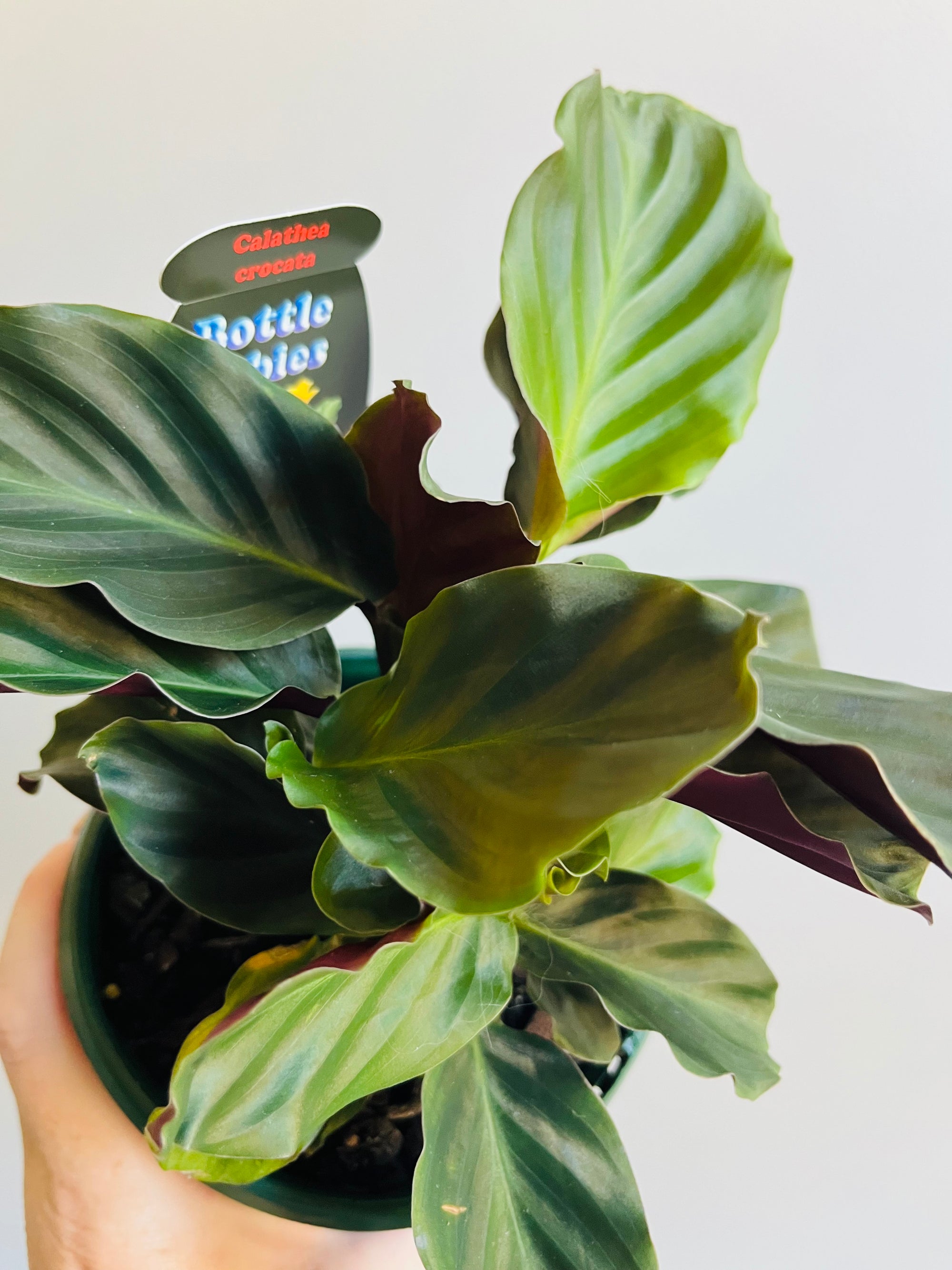 Calathea crocata