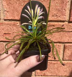 Drosera capensis