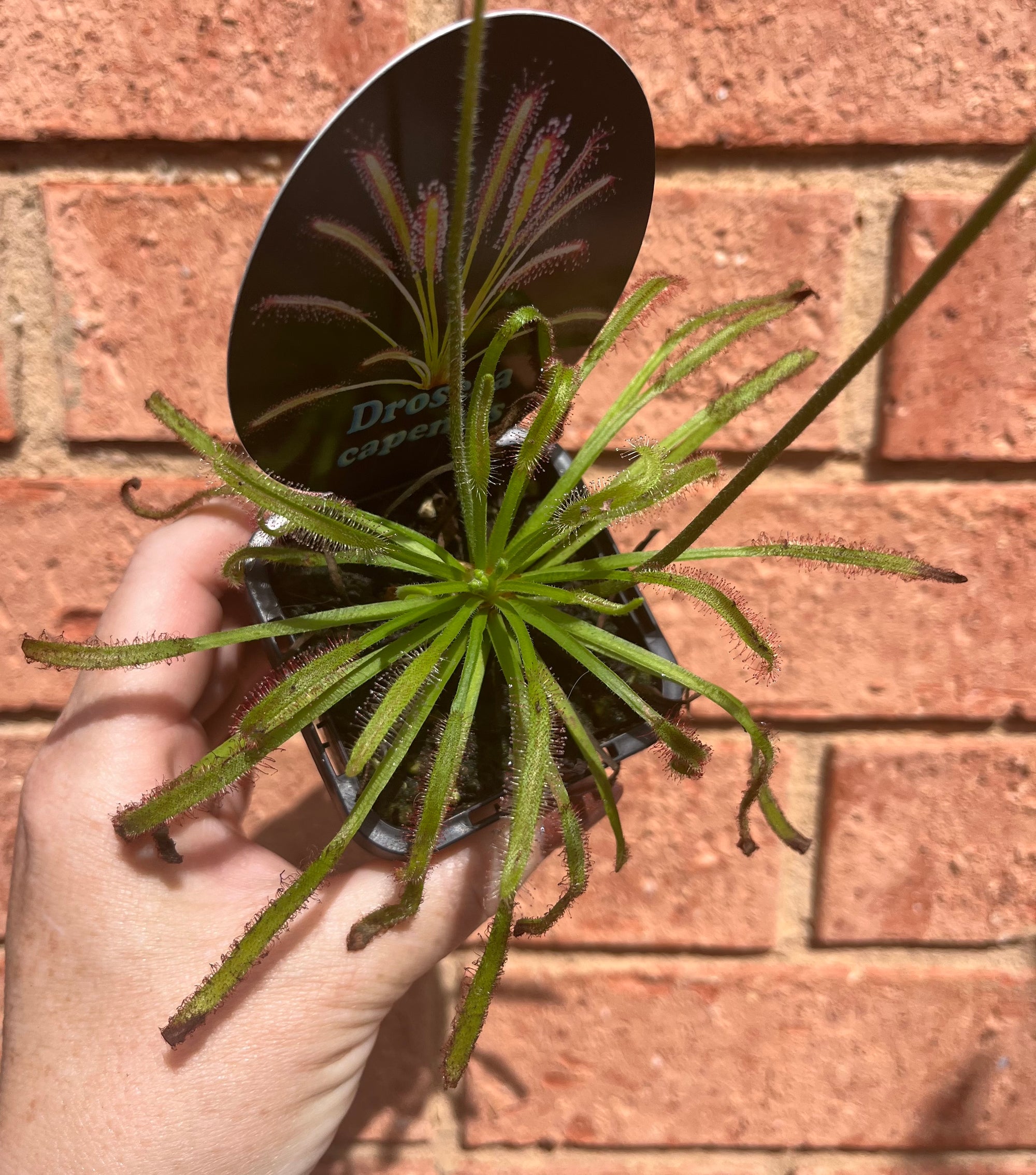 Drosera capensis