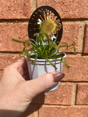 Drosera NOID