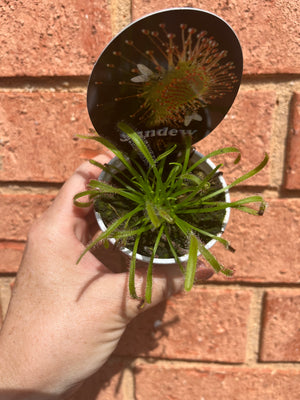 Drosera NOID