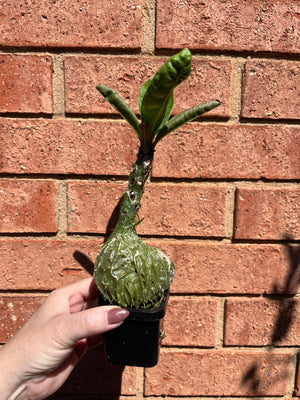 Myrmecodia tuberosa 'The Ant Plant'