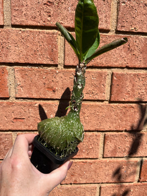 Philodendron melanochrysum