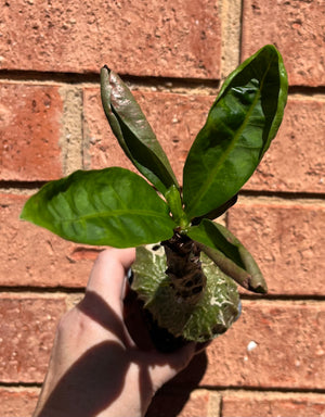 Philodendron melanochrysum