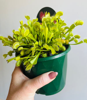 Venus Fly Trap (NOID) B