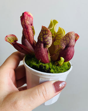 Sarracenia purpurea