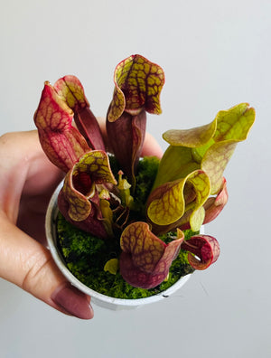 Sarracenia purpurea