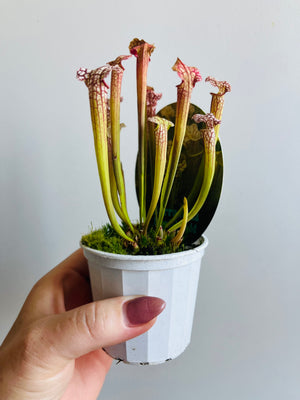 Sarracenia ‘Daniel Rudd’