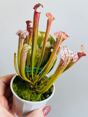 Sarracenia ‘Daniel Rudd’