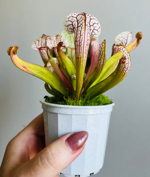 Sarracenia umlauftiana