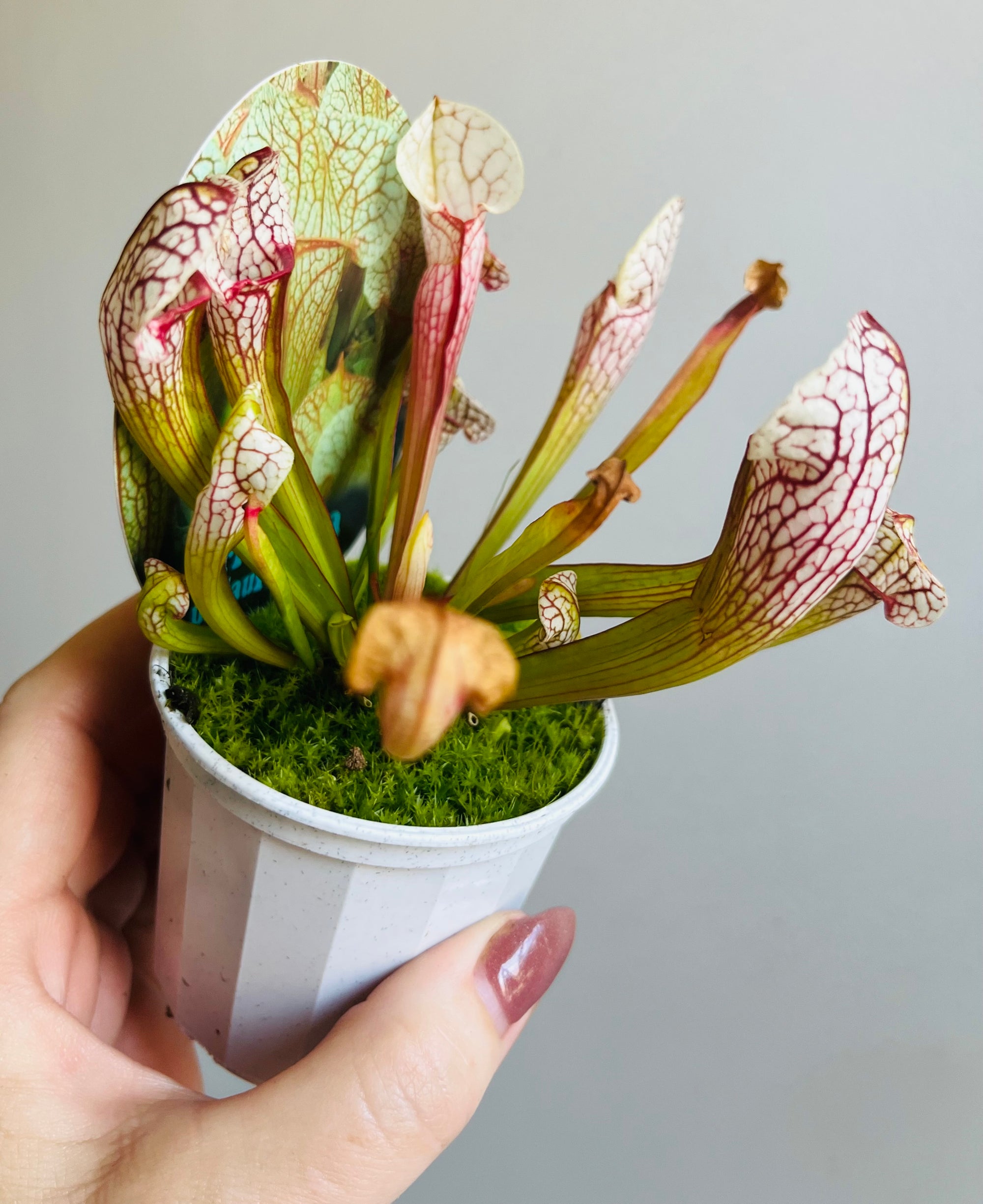 Sarracenia umlauftiana