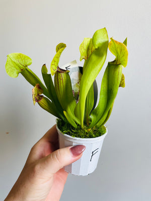 Sarracenia hybrid - Trumpet Pitcher Plant (NOID) F