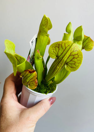 Sarracenia hybrid - Trumpet Pitcher Plant (NOID) F