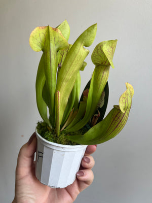 Sarracenia hybrid - Trumpet Pitcher Plant (NOID) F