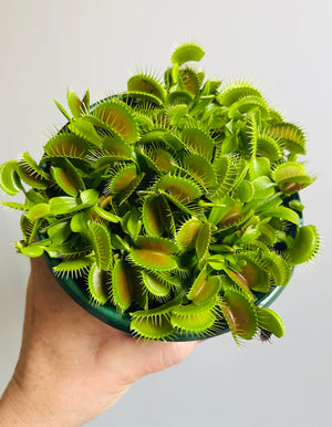 Venus Fly Trap (NOID) C