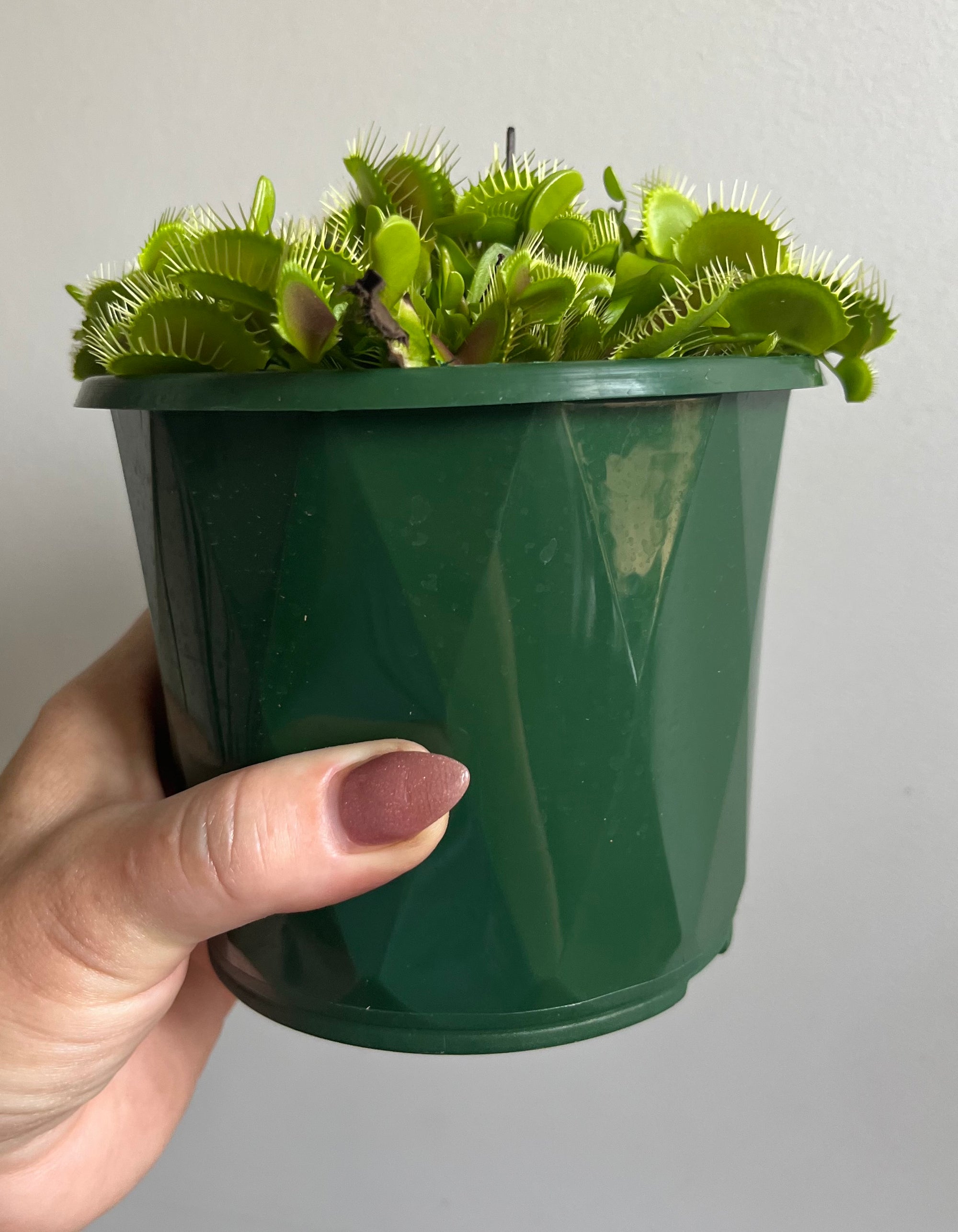 Venus Fly Trap (NOID) C