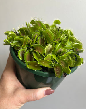 Venus Fly Trap (NOID) C