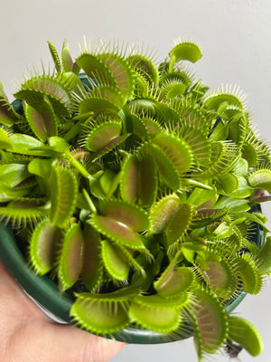 Venus Fly Trap (NOID) C