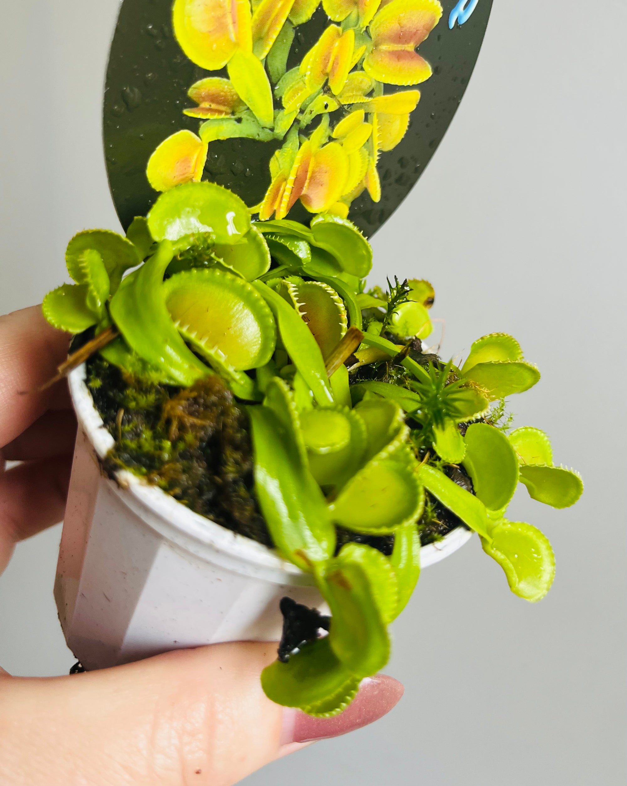 Venus Fly Trap ‘Coquillage’