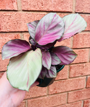 Calathea roseaopicta ‘Silver Plate’