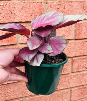 Calathea roseaopicta ‘Silver Plate’