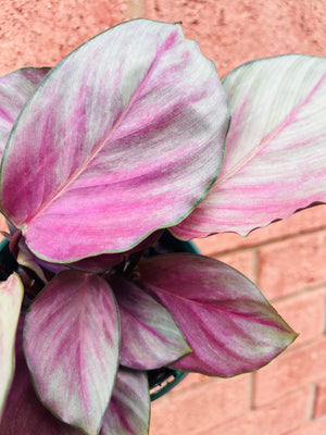 Calathea roseaopicta ‘Silver Plate’