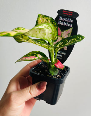 Aglaonema 'Lucky Red' - Chinese Evergreen Plants