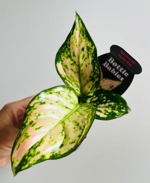 Aglaonema 'Lucky Red' - Chinese Evergreen Plants