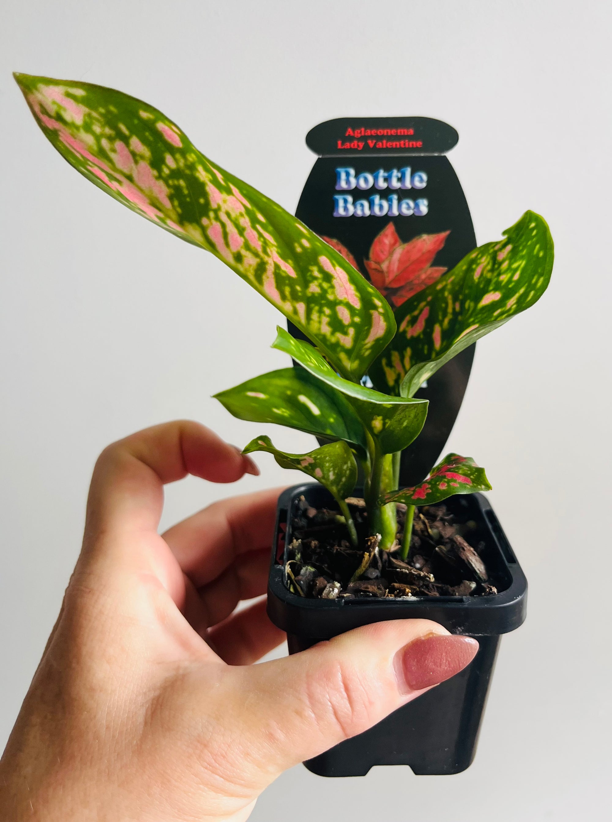 Aglaonema 'Lady Valentine' - Chinese Evergreen Plants