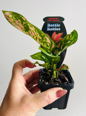 Aglaonema 'Lady Valentine' - Chinese Evergreen Plants